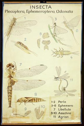 Pt  01 Insecta Plecoptera, Ephemeroptera, Odonata.jpg