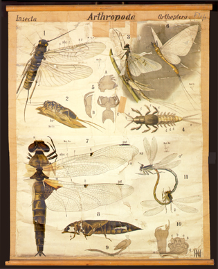 Pt 02 Arthropoda, Insecta, Orthopteroidea.jpg