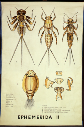 Pt 05 Ephemerida II (Larven).jpg