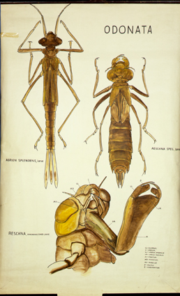 Pt 06 Odonata (Larven).jpg