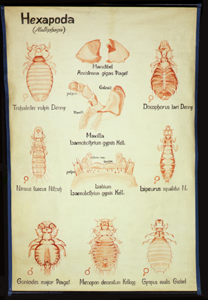 Pt 22 Hexapoda (Mallophaga).jpg