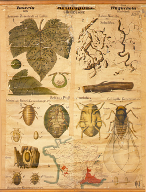 Pt 29 Arthropoda, Insecta, Rhynchota (Reblaus).jpg