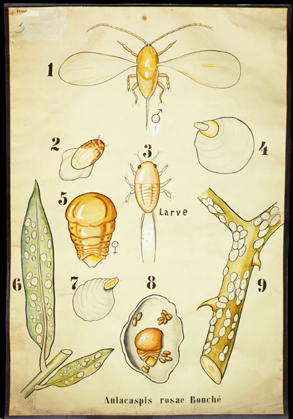 Pt 31 Aulacaspis rosae (Homoptera).jpg