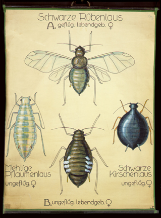 Pt 32 (Aphidina) Schwarze Rübenlaus u. a.jpg