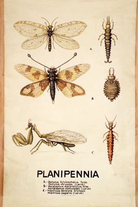 Pt 38-Planipennia.jpg