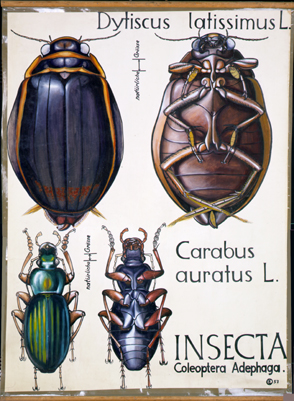 Pt 43-Insecta.jpg