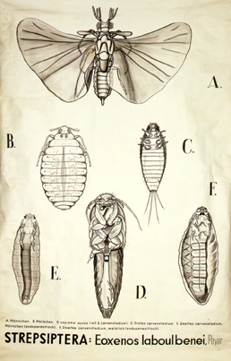 Pt 48-Strepsiptera.jpg