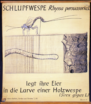 Pt 54-Schlupfwespe.jpg