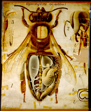 Pt 55-Hymenoptera.jpg