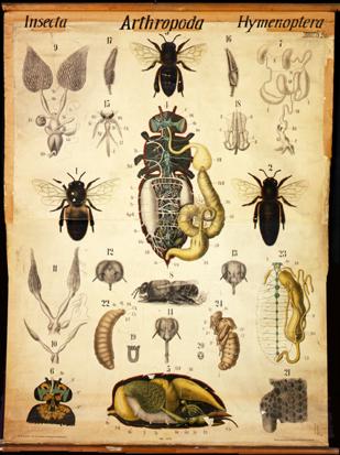 Pt 56-Arthropoda Insecta.jpg