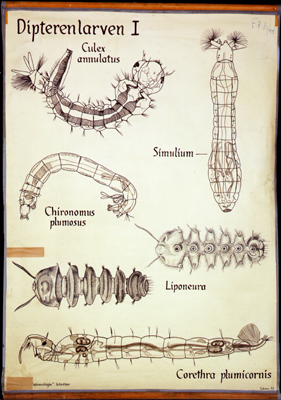 Pt 72-Dipterenlarven I.jpg