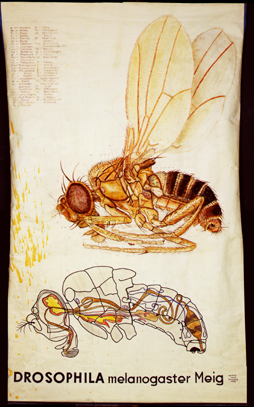 Pt 75-Drosophila melanogaster.jpg