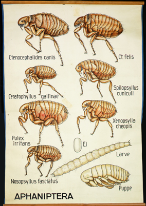 Pt 78-Aphaniptera.jpg