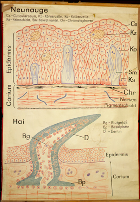 Int 01 Haut I (Neunauge, Hai).jpg