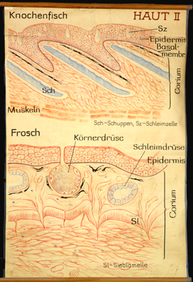 Int 02 Haut II (Knochenfisch, Frosch).jpg