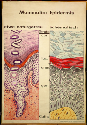 Int 04 Mammalia, Epidermis.jpg