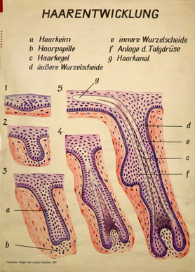Int 06 Haarentwicklung.jpg