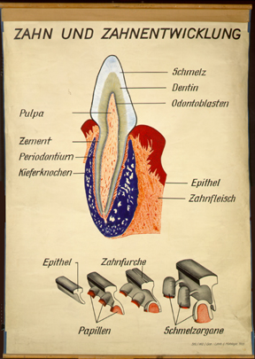 Int 11 Zahn und Zahnentwicklung.jpg