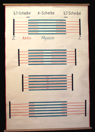 Mus 04 Aktin-Myosin.jpg