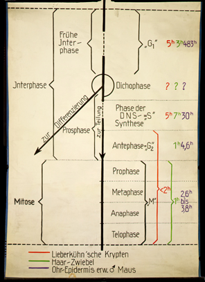 Gen 01 Interphase, Mitose.jpg