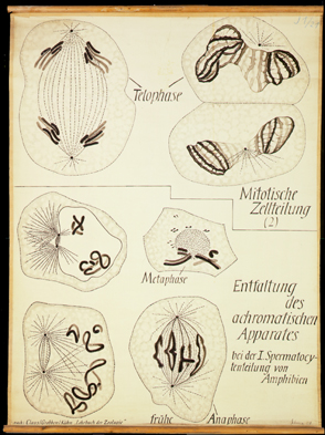 Gen 02 Mitose, achromatischer Apparat.jpg