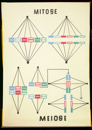 Gen 03 Mitose, Meiose.jpg