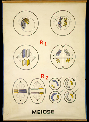 Gen 04 Meiose.jpg