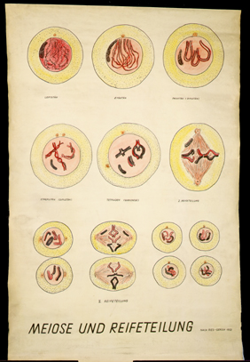 Gen 05 Meiose und Reifeteilung.jpg
