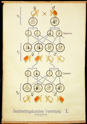 Gen 07 Geschlechtsgeb. Vererb Drosophila I.jpg