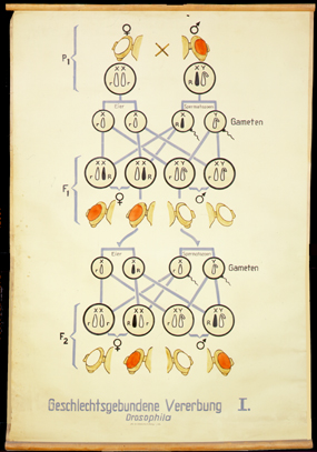 Gen 07 Geschlechtsgeb. Vererb Drosophila I.jpg