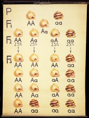 Gen14 Mendel Schnirkelschnecke.jpg