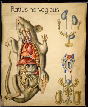 Ma 01 Rattus norvegicus (Anatomie).jpg
