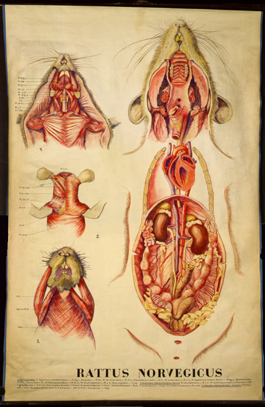 Ma 02 Rattus norv. (Anat).jpg