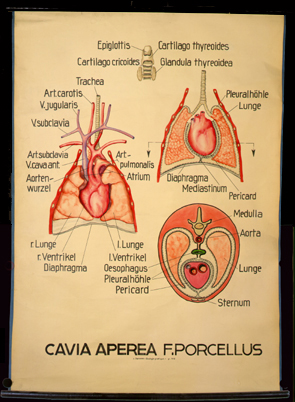 Ma 03 Cavia aperea (Thoraxorgane).jpg