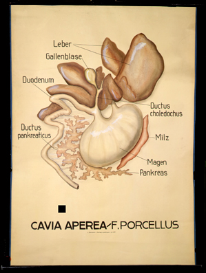 Ma 04 Cavia aperea (Magen-Darm-Trakt).jpg