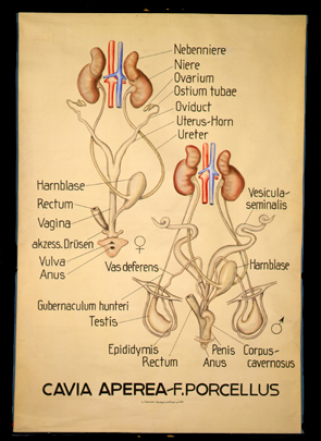 Ma 06 Cavia aperea (Urogenitalsystem).jpg