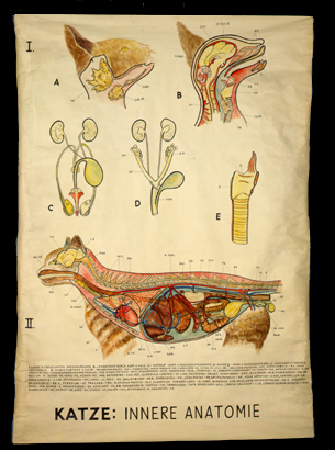 Ma 08 Katze, Innere Anatomie.jpg