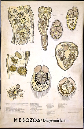 Mesozoa2