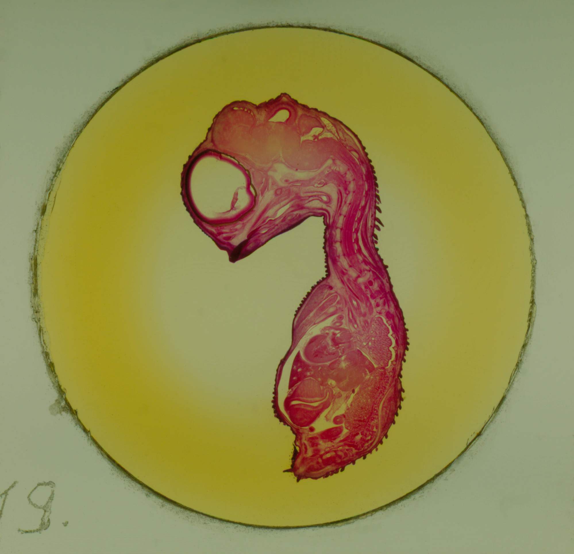 Hühnchenembryo