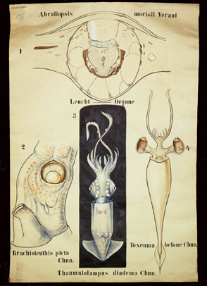 Mo 18 Abraliopsis, Thaumatolampas.jpg