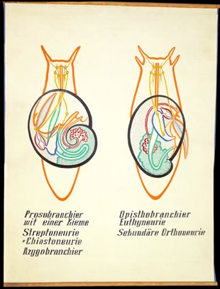 Mo 07 Torsion, Asymm., Detorsion II.jpg