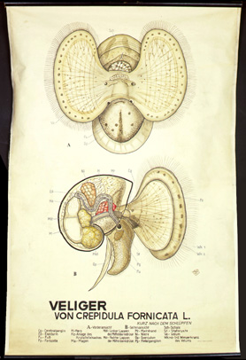 Mo 09 Veliger-Larve v. Crepidula.jpg