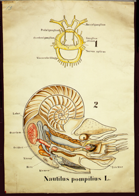 Mo 15 Nautilus pompilius.jpg