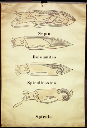 Mo 16 Cephalopoda, Skelettvergleich.jpg
