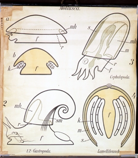 Mo 01 Mollusca (Formenübersicht).jpg