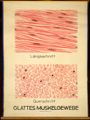 Mus 01 Glattes Muskelgewebe.jpg