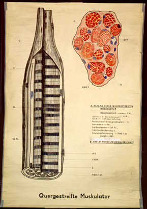Mus 02 Quergestreifte Muskulatur.jpg