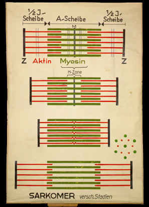 Mus 03 (Schema Muskelkontraktion) Sarkomer.jpg