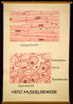 Mus 05 Herzmuskelgewebe, längs, quer.jpg