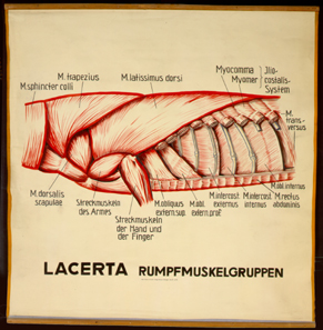 Mus 06 Lacerta, Rumpfmuskelgruppen.jpg